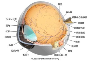 コラム小出(7)-図1